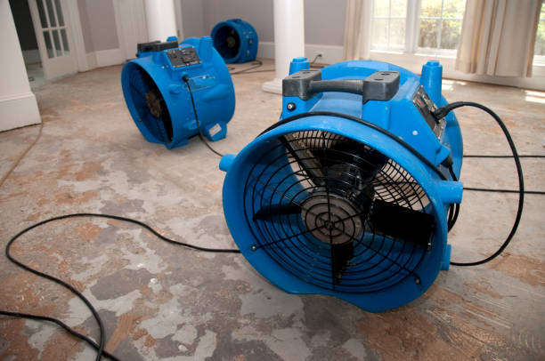 Best Carpet water damage restoration  in Vla Grove, IL